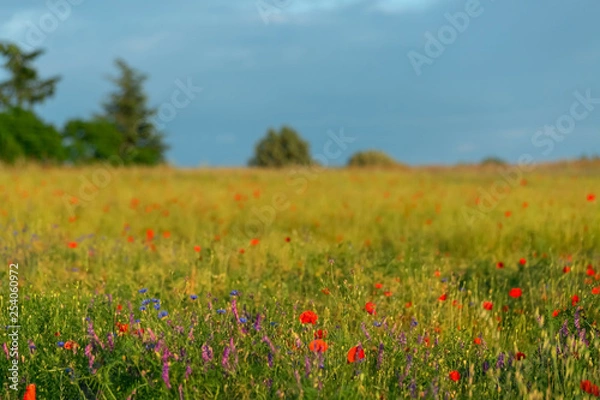 Fototapeta Meadow with blooming poppies in summer time. Green trees behind the poppies field. Blue sky. art photography. Nature wallpaper blurry background. Toned image doesn’t in focus.