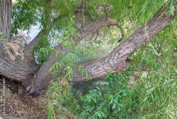 Fototapeta Trea Near River