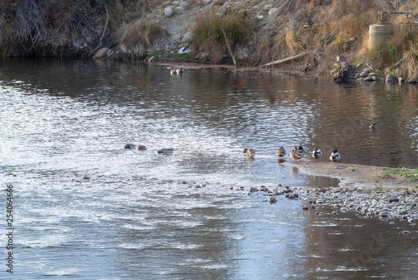 Fototapeta duck in river