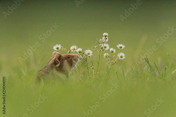 Obraz Europäischer Feldhamster