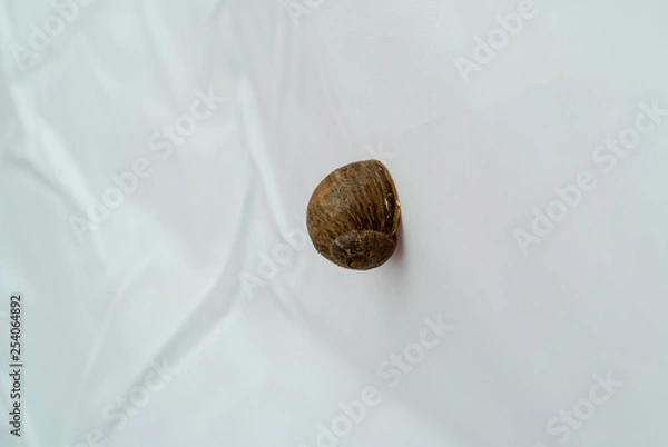 Obraz snail on wall