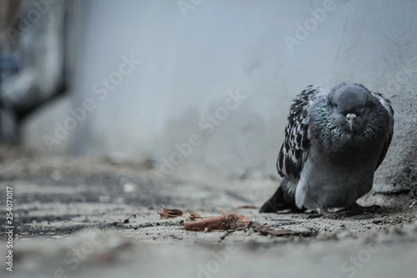 Obraz Close-up of one sad and sick pigeon dying in the city yard with depression and apathy atmosphere on soft focus background. Copy space and toned.