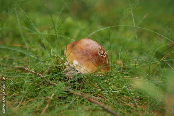 Fototapeta Steinpilz