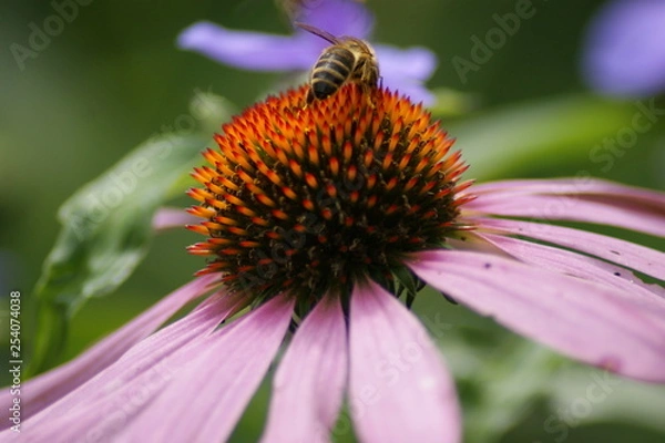 Fototapeta Echinazea