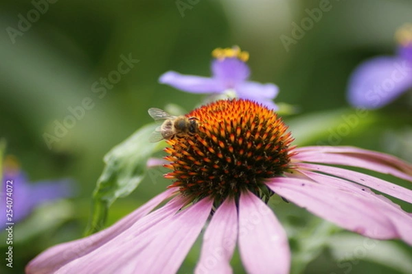 Fototapeta Echinazea