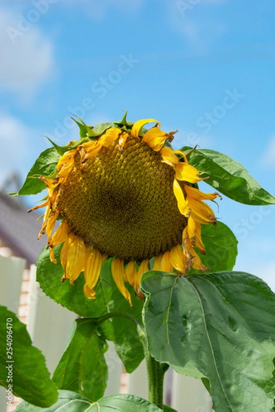 Obraz Big single sunflower