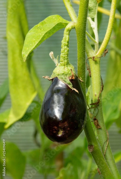 Obraz Growing eggplant
