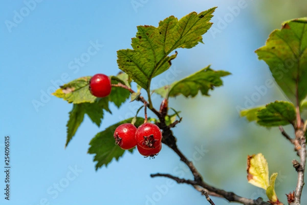 Obraz Branch of hawthorn