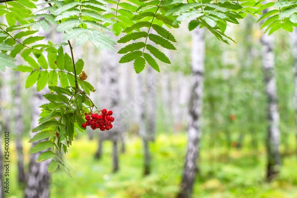 Fototapeta Ripe rowan berries on a branch in the forest after the rain.