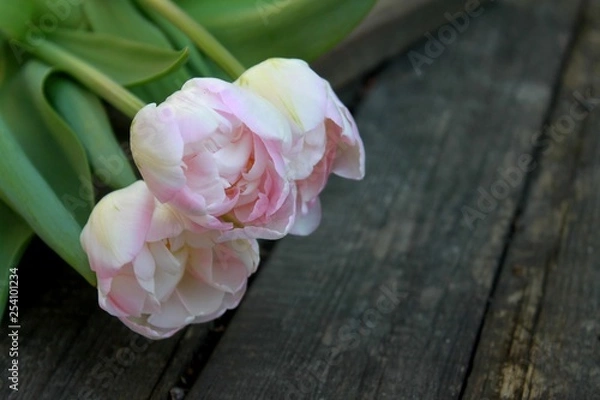 Fototapeta Beautiful delicate soft pink fresh natural bouquet of spring tulip macro