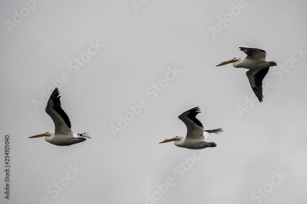 Obraz White Storks in flight