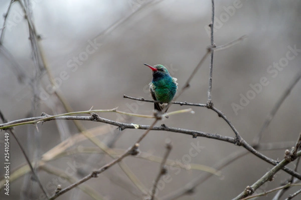 Obraz Hummingbird perched