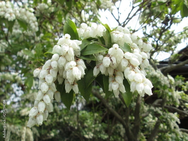 Fototapeta アセビ