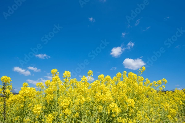 Fototapeta 菜の花