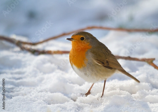 Obraz Rouge-gorge familier - European Robin - Erithacus rubecula