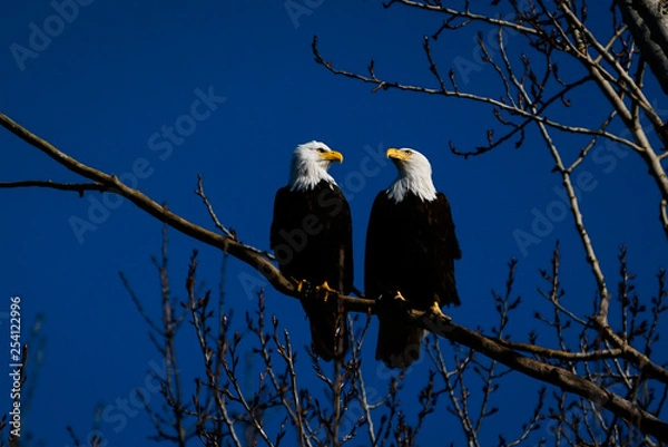 Fototapeta Double American bald eagles perch on tree snag against background of blue sky. Photo was taken in Vancouver, BC, Canada