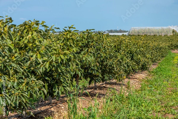 Obraz Avocado plantation field