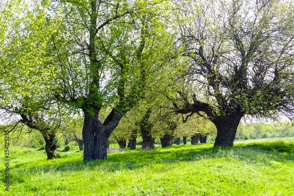 Fototapeta Mulberry trees with young leaves on a green meadow. Sunny Spring Day. Resting place under the shade of the trees.