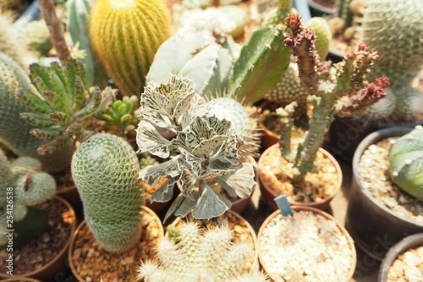 Obraz cactus in the garden