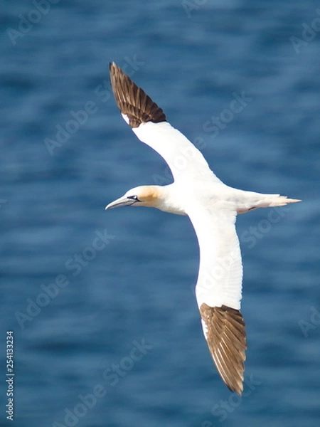 Obraz Gleitender Basstölpel