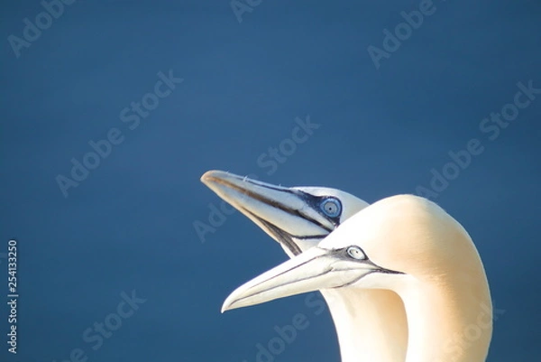 Obraz Portrait zweier Basstölpel