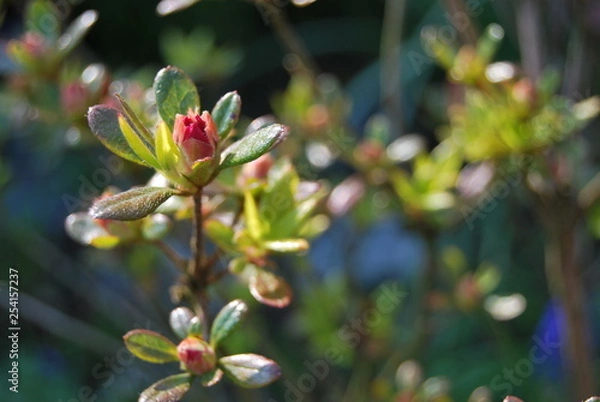 Obraz Blütenknospen einer Azalee