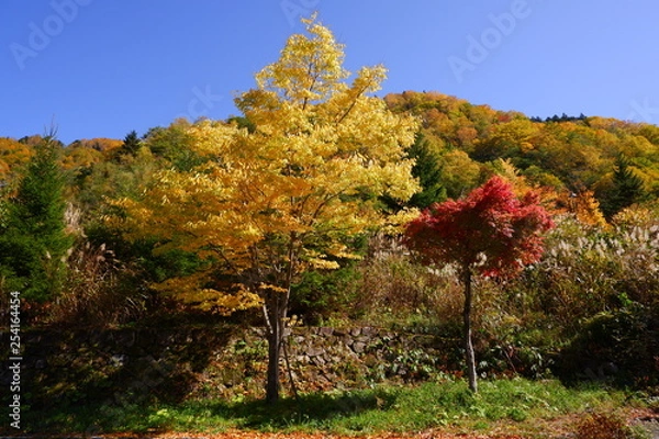 Obraz 奥飛騨の紅葉