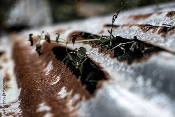 Fototapeta Abandoned Roof