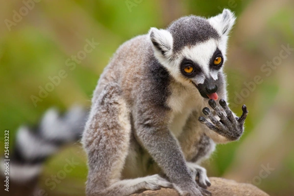 Fototapeta Katta (Lemur catta)