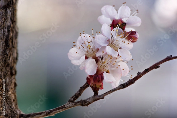 Obraz cherry blossom in spring