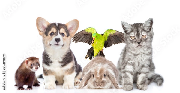 Fototapeta Large group of pets together in front view. Isolated on white background