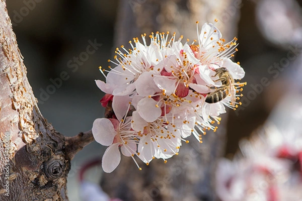 Obraz Pollination of a fruit tree.