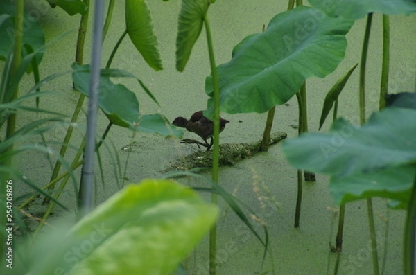 Obraz 日本　蓮　ハス畑　鳥　