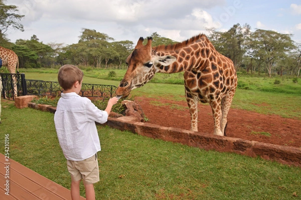 Obraz boy feeding giraffe