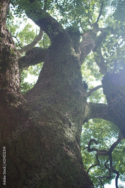 Obraz 日本　楠木　