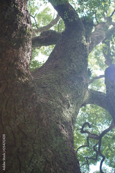 Obraz 日本　楠木　