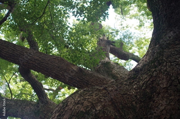 Obraz 日本　楠木　