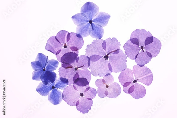 Fototapeta 押し花