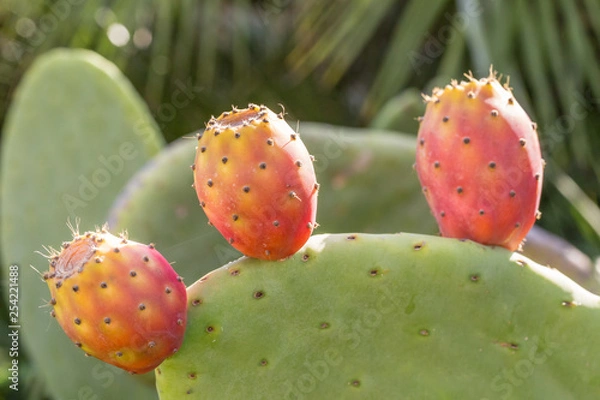 Fototapeta Opuncja na boki