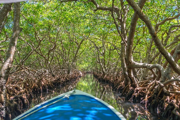 Obraz Bootsfahrt durch Mangroventunnel in Punta Gorda auf Roatan.