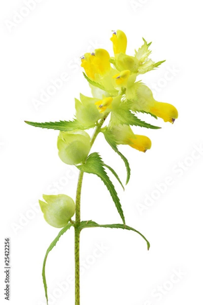 Obraz Yellow Rattle or Cockscomb