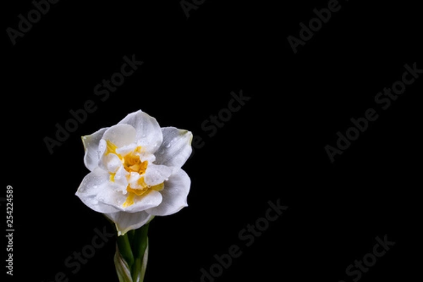 Fototapeta Young white narcissus (Narcissus poeticus L.) with water / rain drops with a green stem. Not fully developed petals. Ideal for product label. Isolated on black background.
