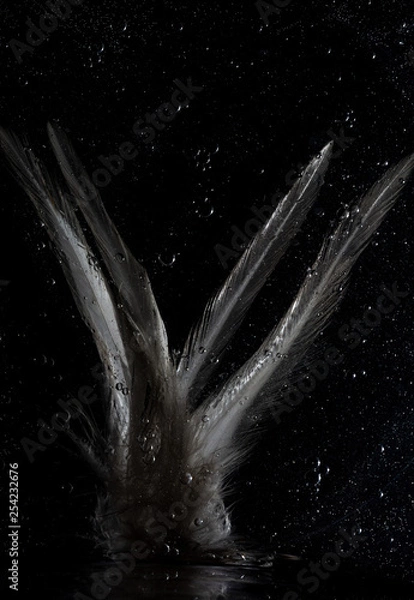 Fototapeta Feather in Space bubbles