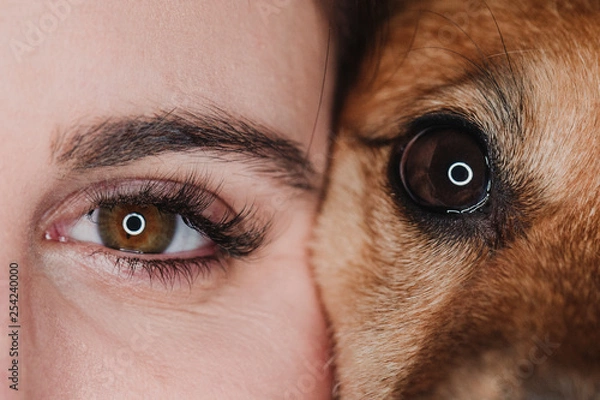 Obraz studio portrait of human and dog eyes. pets concept