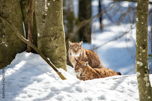 Obraz two lynxes resting in the snow in winter - National Park Bavarian Forest - Germany