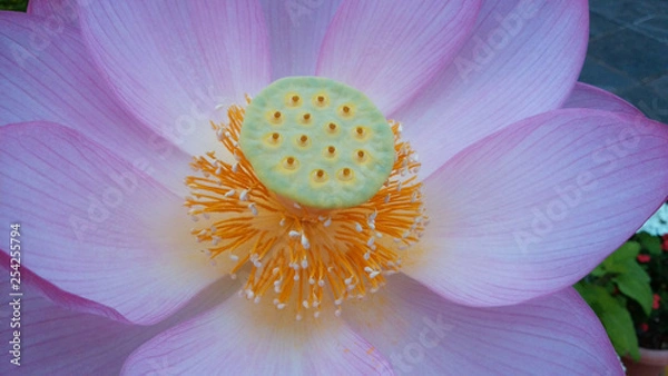 Obraz  蓮　花　癒し　仏　天国　ピンク　涅槃