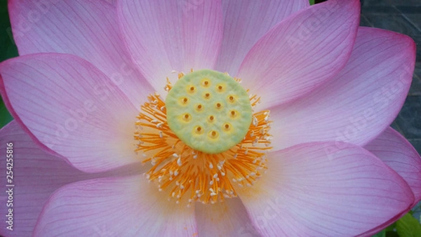 Obraz  蓮　花　癒し　仏　天国　ピンク　涅槃