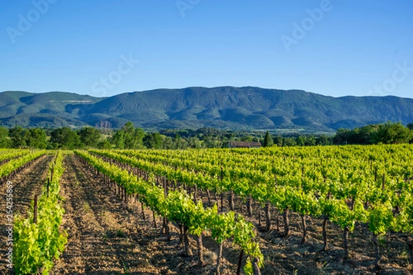 Obraz Vue sur les vignes au printemps, montagne de Luberon en arrière plan. Provence, France. 