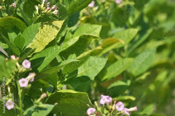 Obraz Leaves and stems of tobacco