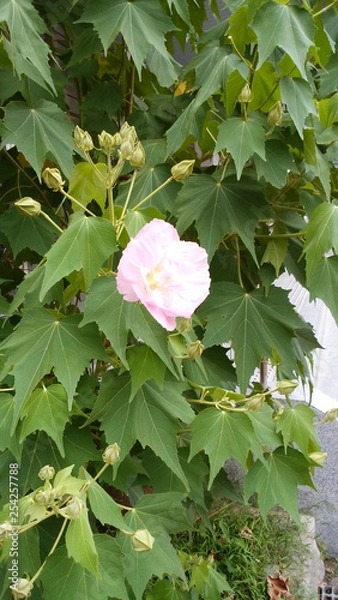 Obraz 花　ピンク　夏　癒し